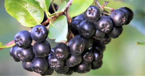 Ripe Aronia berries and leaves