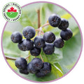 ripe aronia berries