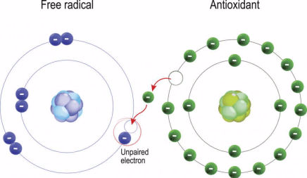 how antioxidants are working by pairing free radicals