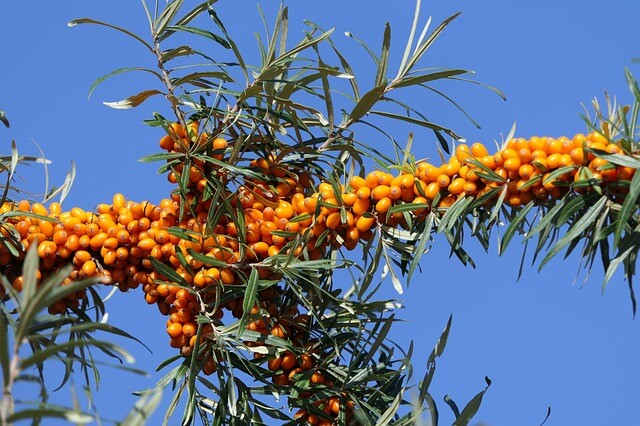 sea buckthorn fruits