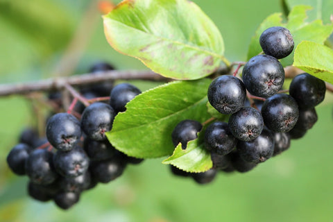 Aronia Berry & Heart Health: Blood Pressure, Cholesterol & What the Research Says