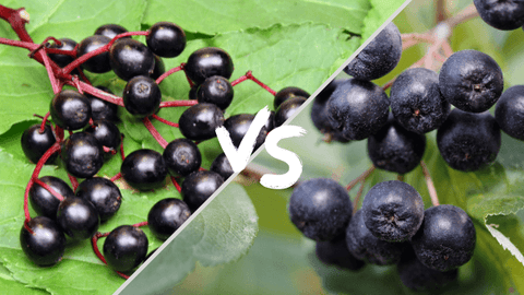 Benefits Of Aronia Berries vs Elderberries