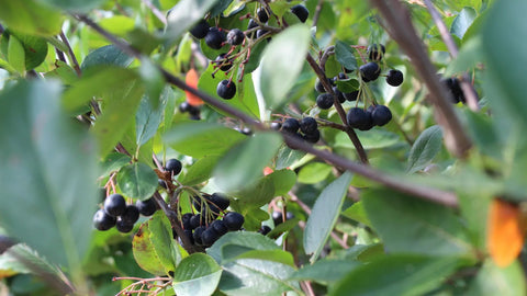 Aronia shrub with clusters of ripe black berries among green leaves