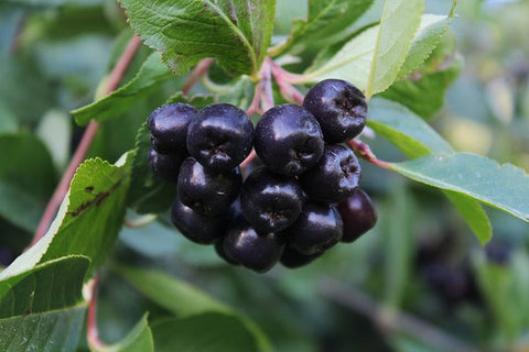 Aronia Berry Antioxidants: ORAC Value, Anthocyanins & Polyphenol Science