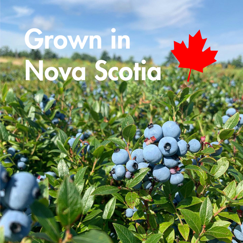 Wild Blueberry Powder 150 g - Made in Canada