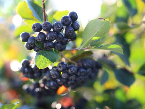 aronia berries on aronia plant