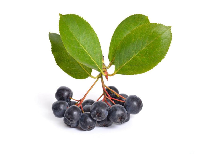 Aronia berries with leaves, the black chokeberry