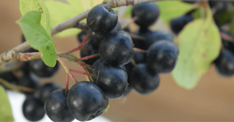 10 Health Benefits of Aronia Berries