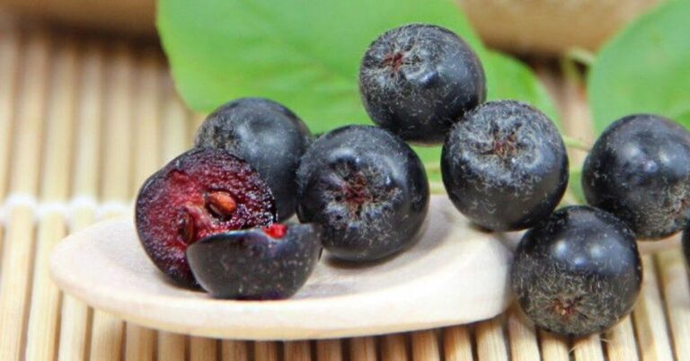 Aronia: North-American Fruit rich in Antioxidants