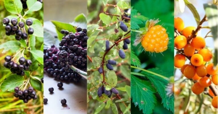 5 super healthy berries