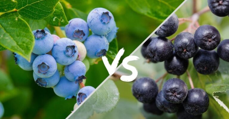 Aronia berries vs Blueberries