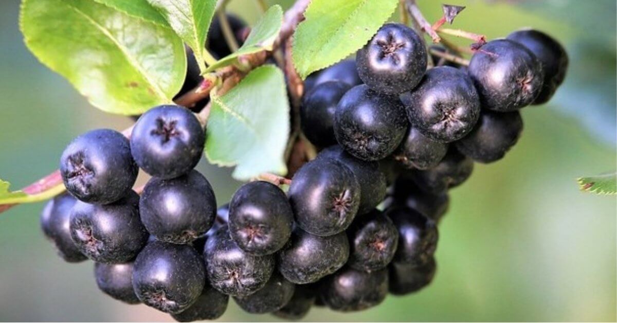 Read more about the article 3 Easy Ways To Add Aronia Berries Into Your Diet
