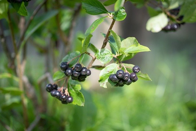 Polyphenols rich Aronia berries