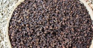 Cloves with high concentration of polyphenols